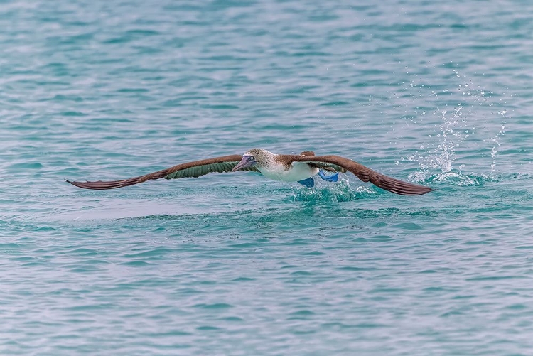 Picture of BLUE-FOOTED BOOBY DIVING FOR FISH-SAN CRISTOBAL ISLAND-GALAPAGOS ISLANDS-ECUADOR