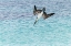 Picture of BLUE-FOOTED BOOBY DIVING FOR FISH-SAN CRISTOBAL ISLAND-GALAPAGOS ISLANDS-ECUADOR