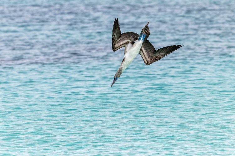 Picture of BLUE-FOOTED BOOBY DIVING FOR FISH-SAN CRISTOBAL ISLAND-GALAPAGOS ISLANDS-ECUADOR