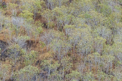 Picture of HILLSIDE OF PALO SANTO TREES SAN CRISTOBAL ISLAND-GALAPAGOS ISLANDS-ECUADOR