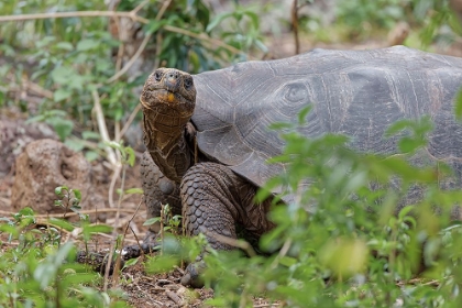 Picture of SAN CRISTOBAL GIANT TORTOISE-SAN CRISTOBAL ISLAND-GALAPAGOS ISLANDS-ECUADOR