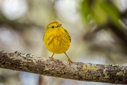 Picture of YELLOW WARBLER SAN CRISTOBAL ISLAND-GALAPAGOS ISLANDS-ECUADOR