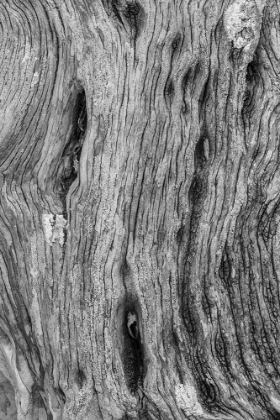 Picture of PATTERN IN DEAD TREE-SAN CRISTOBAL ISLAND-GALAPAGOS ISLANDS-ECUADOR