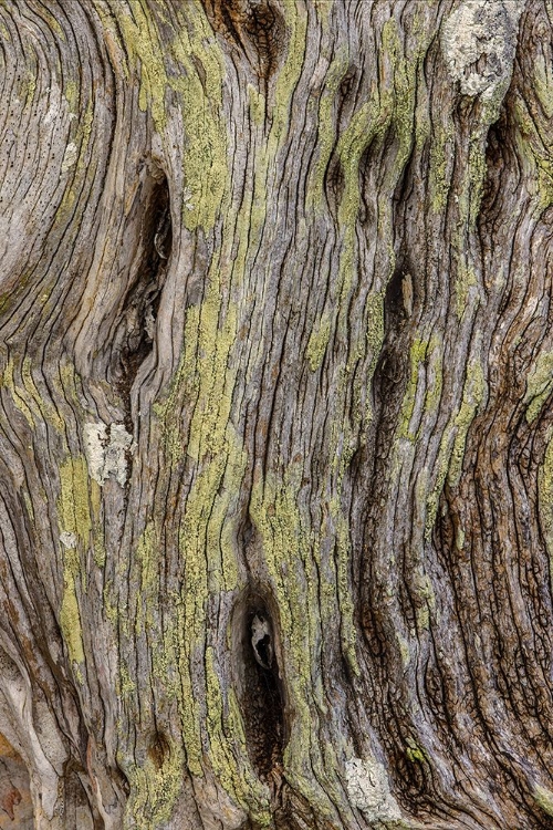 Picture of PATTERN IN DEAD TREE-SAN CRISTOBAL ISLAND-GALAPAGOS ISLANDS-ECUADOR