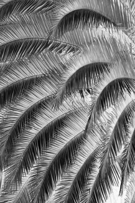 Picture of BLACK AND WHITE PATTERN IN BRANCHES OF PALM TREE-QUITO-ECUADOR