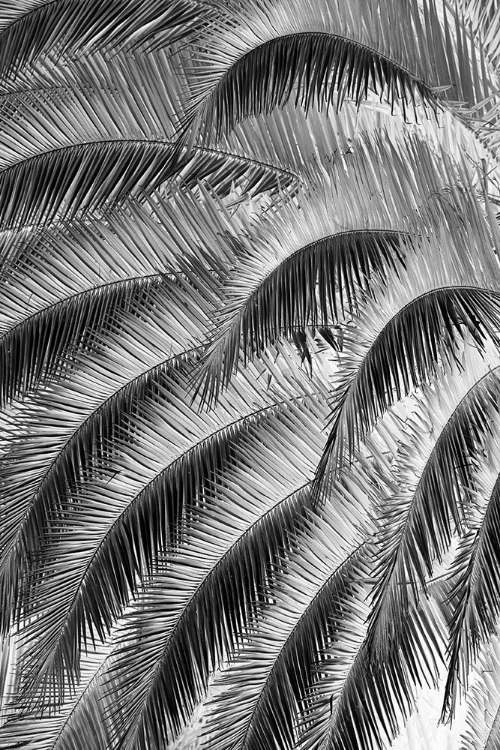 Picture of BLACK AND WHITE PATTERN IN BRANCHES OF PALM TREE-QUITO-ECUADOR