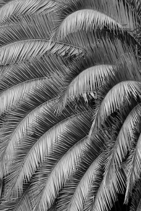Picture of BLACK AND WHITE PATTERN IN BRANCHES OF PALM TREE-QUITO-ECUADOR