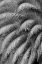 Picture of BLACK AND WHITE PATTERN IN BRANCHES OF PALM TREE-QUITO-ECUADOR