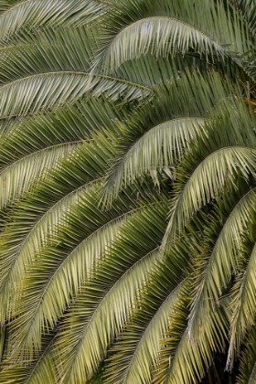 Picture of PATTERN IN BRANCHES OF PALM TREE-QUITO-ECUADOR