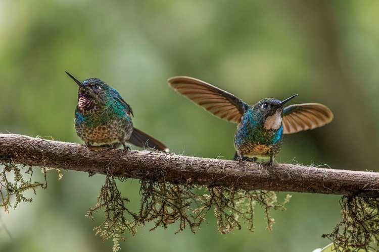 Picture of PAIR OF GREEN-CROWNED BRILLIANT-ECUADOR