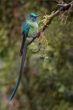 Picture of LONG-TAILED SYLPH-ECUADOR