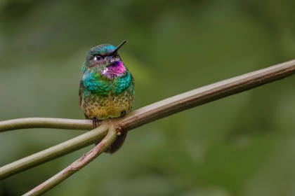 Picture of AMETHYST-THROATED SUNANGEL ECUADOR