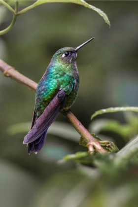 Picture of GREEN-CROWNED BRILLIANT-ECUADOR