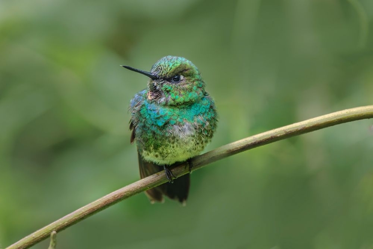 Picture of GREEN-CROWNED BRILLIANT-ECUADOR