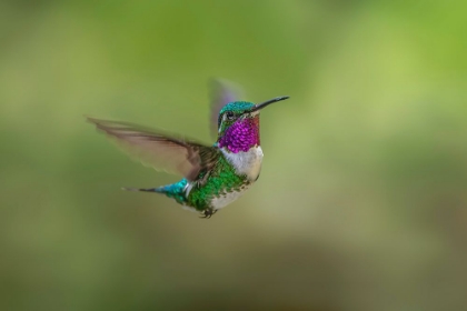 Picture of WHITE-BELLIED WOODSTAR FLYING-ECUADOR