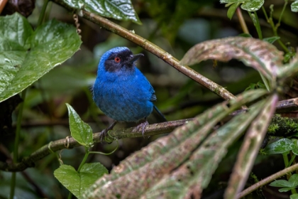 Picture of MASKED FLOWERPIERCER-ECUADOR