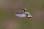 Picture of FEMALE PURPLE-THROATED WOODSTAR-ECUADOR