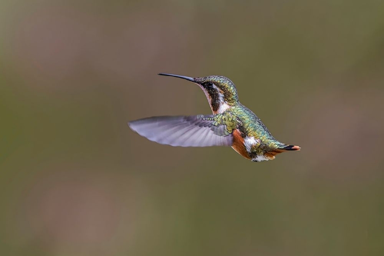 Picture of FEMALE PURPLE-THROATED WOODSTAR-ECUADOR