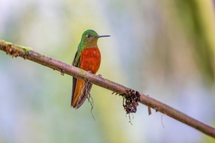 Picture of CHESTNUT-BREASTED CORONET-ECUADOR