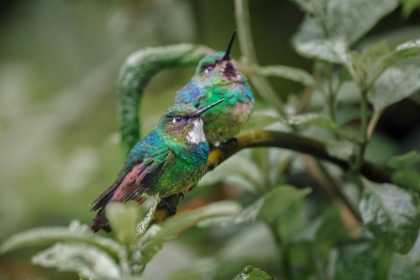 Picture of PAIR OF GREEN-CROWNED BRILLIANT-ECUADOR