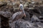 Picture of BROWN PELICAN-ESPANOLA ISLAND-GALAPAGOS-ECUADOR