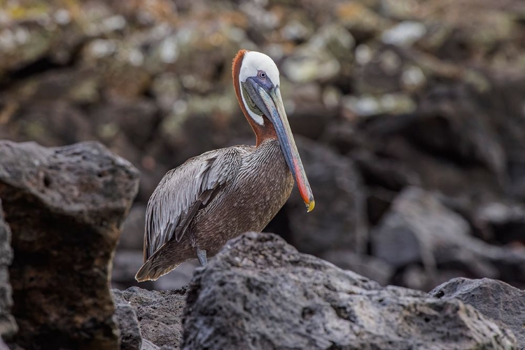 Picture of BROWN PELICAN-ESPANOLA ISLAND-GALAPAGOS-ECUADOR