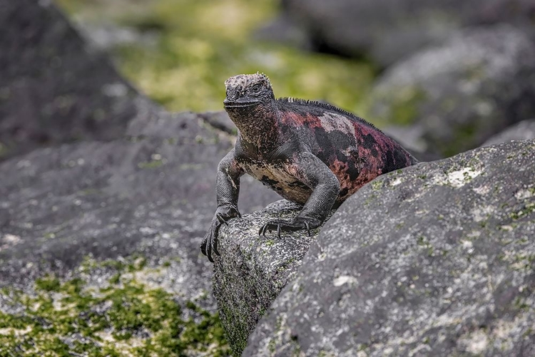 Picture of MARINE IGUANA-ESPANOLA ISLAND-GALAPAGOS ISLANDS-ECUADOR