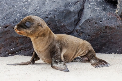 Picture of BABY GALAPAGOS SEALION PUP-ESPANOLA ISLAND-GALAPAGOS ISLANDS-ECUADOR