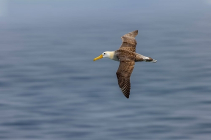 Picture of WAVED ALBATROSS FLYING-ESPANOLA ISLAND-GALAPAGOS ISLANDS-ECUADOR