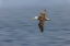 Picture of WAVED ALBATROSS FLYING-ESPANOLA ISLAND-GALAPAGOS ISLANDS-ECUADOR