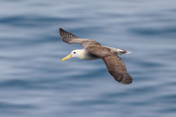 Picture of WAVED ALBATROSS FLYING-ESPANOLA ISLAND-GALAPAGOS ISLANDS-ECUADOR