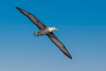 Picture of WAVED ALBATROSS FLYING-ESPANOLA ISLAND-GALAPAGOS ISLANDS-ECUADOR