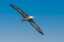 Picture of WAVED ALBATROSS FLYING-ESPANOLA ISLAND-GALAPAGOS ISLANDS-ECUADOR