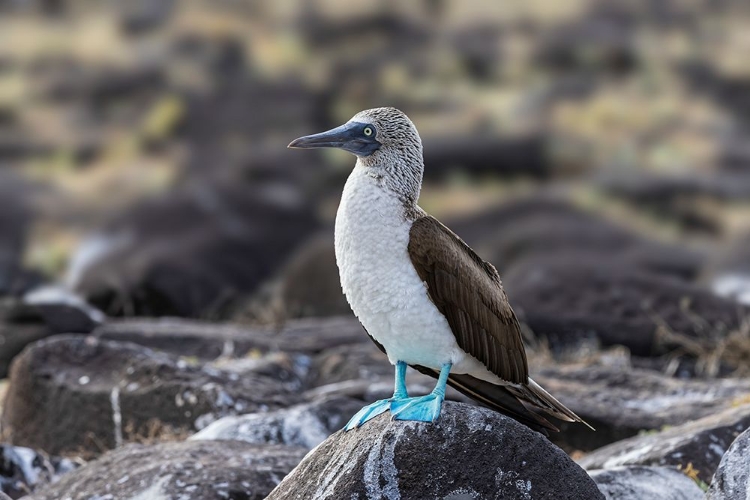 Picture of BLUE-FOOTED BOOBIE-ESPANOLA ISLAND-GALAPAGOS ISLANDS-ECUADOR