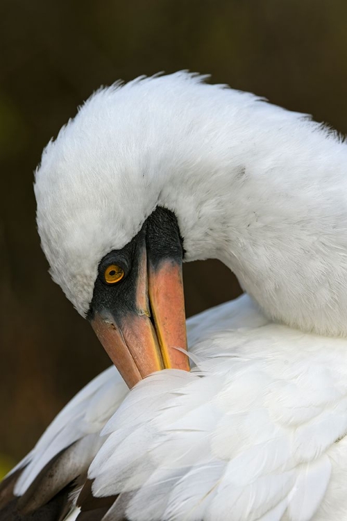 Picture of NAZCA BOOBY PREENING FEATHERS-ESPANOLA ISLAND-GALAPAGOS ISLANDS-ECUADOR