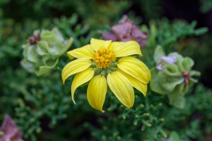 Picture of YELLOW DAISY BUSH-ENDEMIC TO FLOREANA ISLAND-GALAPAGOS ISLANDS-ECUADOR