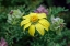 Picture of YELLOW DAISY BUSH-ENDEMIC TO FLOREANA ISLAND-GALAPAGOS ISLANDS-ECUADOR