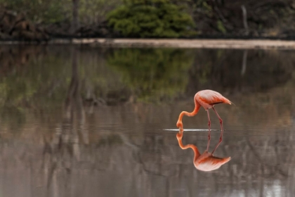 Picture of GALAPAGOS FLAMINGO OR CARIBBEAN FLAMINGO-FLAMINGO LAGOON-PUNTA CORMORANT FLOREANA ISLAND