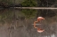 Picture of GALAPAGOS FLAMINGO OR CARIBBEAN FLAMINGO-FLAMINGO LAGOON-PUNTA CORMORANT FLOREANA ISLAND