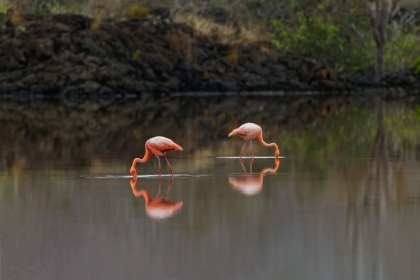 Picture of GALAPAGOS FLAMINGO OR CARIBBEAN FLAMINGO-FLAMINGO LAGOON-PUNTA CORMORANT FLOREANA ISLAND