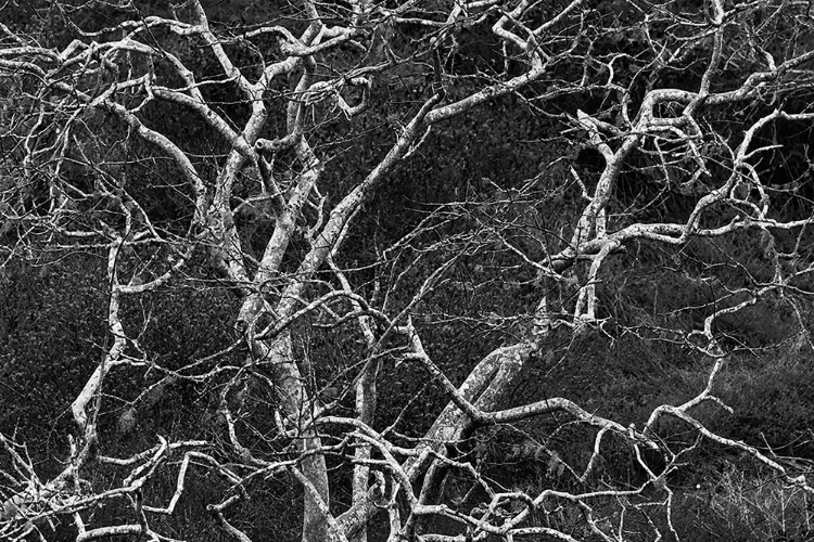 Picture of PALO SANTO TREE FLOREANA ISLAND-GALAPAGOS ISLANDS-ECUADOR