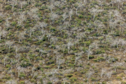 Picture of HILLSIDE OF PALO SANTO TREES FLOREANA ISLAND-GALAPAGOS ISLANDS-ECUADOR