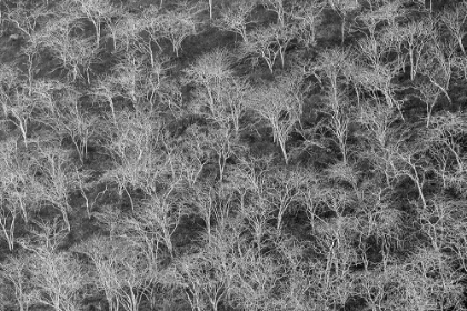 Picture of HILLSIDE OF PALO SANTO TREES FLOREANA ISLAND-GALAPAGOS ISLANDS-ECUADOR