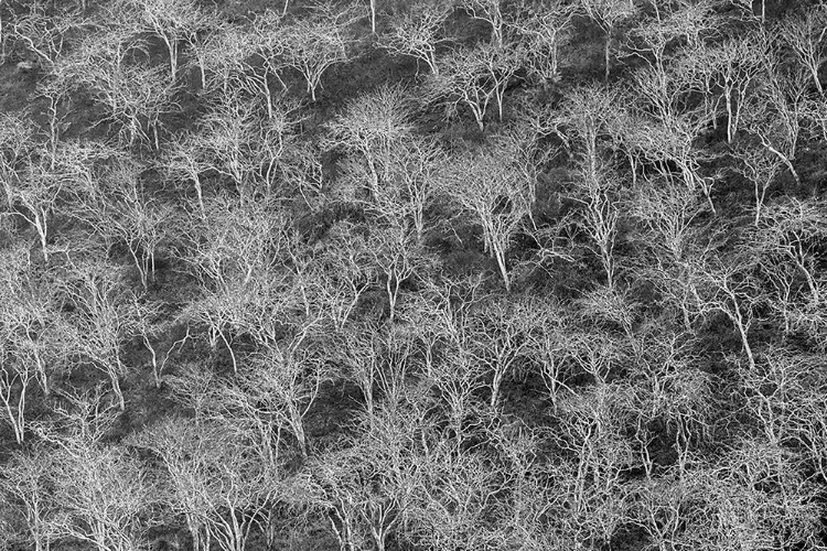 Picture of HILLSIDE OF PALO SANTO TREES FLOREANA ISLAND-GALAPAGOS ISLANDS-ECUADOR