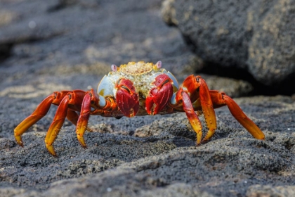 Picture of SALLY LIGHTFOOT CRAB FLOREANA ISLAND-GALAPAGOS ISLANDS-ECUADOR