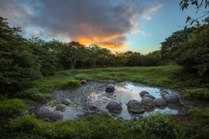 Picture of GALAPAGOS GIANT TORTOISE GATHERING IN SMALL POND AT SUNSET GENOVESA ISLAND-GALAPAGOS ISLANDS
