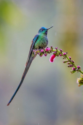 Picture of MALE LONG-TAILED SYLPH-ECUADOR