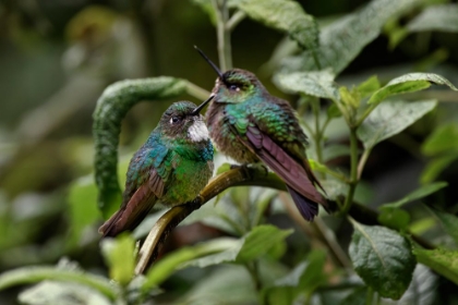 Picture of PAIR OF GREEN-CROWNED BRILLIANT-ECUADOR