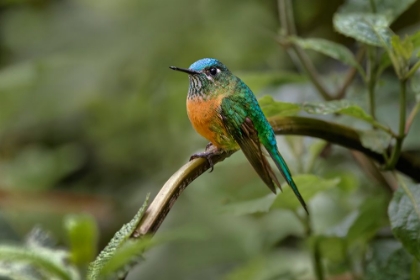 Picture of FEMALE LONG-TAILED SYLPH-ECUADOR