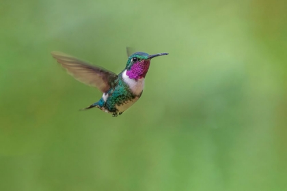 Picture of WHITE-BELLIED WOODSTAR FLYING-ECUADOR